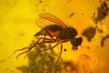 Four Fossil Flies (Diptera) In Baltic Amber #159780-3